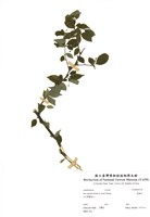 藏品(燈稱花)的圖片